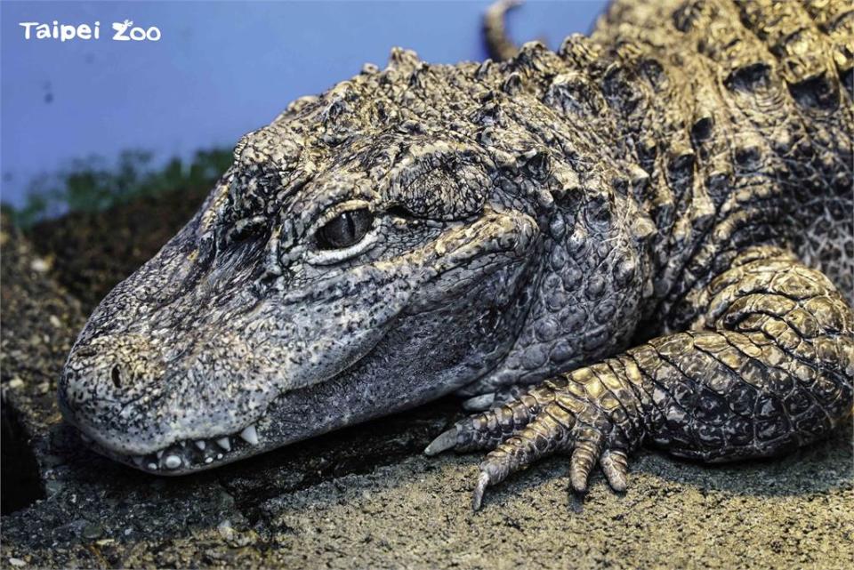 鱷魚都很嚇人？台北動物園「揚子鱷」個性膽小　水下呆萌照曝光