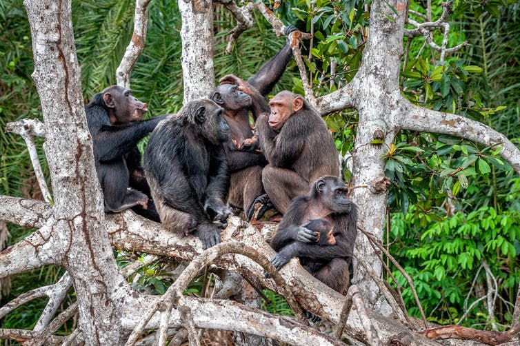 <span class="caption">Conflict management chimp style.</span> <span class="attribution"><a class="link " href="https://www.shutterstock.com/image-photo/group-chimpanzee-pan-troglodytes-on-mangrove-542351401" rel="nofollow noopener" target="_blank" data-ylk="slk:Shutterstock/Sergey Uryadnikov;elm:context_link;itc:0;sec:content-canvas">Shutterstock/Sergey Uryadnikov</a></span>