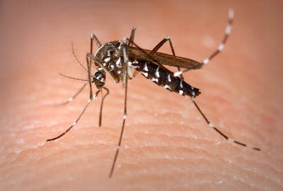 Le moustique tigre Aedes albopictus est reconnaissable aux bandes blanches qui strient ses pattes. Il est notamment le vecteur des virus de la dengue et du chikungunya ainsi que du virus Zika. <a href="https://commons.wikimedia.org/wiki/File:Aedes_Albopictus.jpg" rel="nofollow noopener" target="_blank" data-ylk="slk:Wikimedia Commons / Centers for Disease Control and Prevention;elm:context_link;itc:0;sec:content-canvas" class="link ">Wikimedia Commons / Centers for Disease Control and Prevention</a>