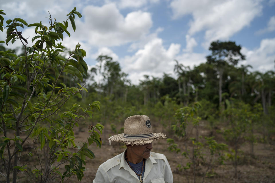 In this Nov. 24, 2019 photo, Paulo Bezerra, a member of the Munduruku indigenous people, works on his fruit plantation at the Acaizal village in Santarem, Para state Brazil. The 56-year-old indigenous leader says that farmers from Mato Grosso and other states are using tractors to rip down trees near his village and try to intimidate them into silence. "Because of the complaints we make, we have been threatened," said Bezerra. (AP Photo/Leo Correa)