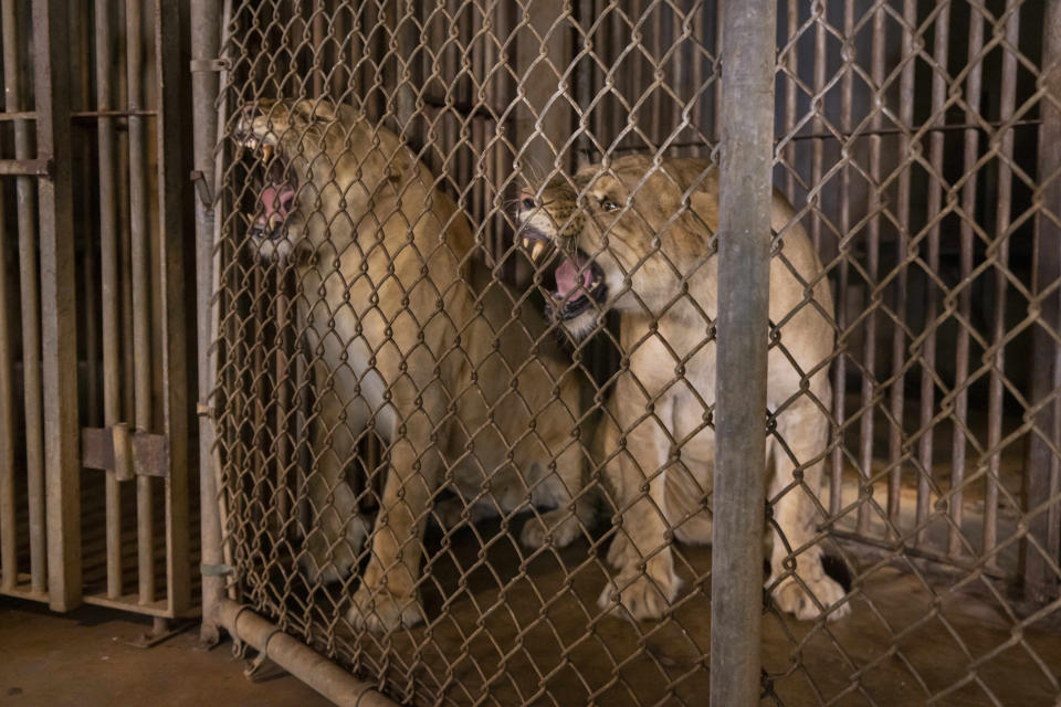 Dos leones rugen dentro de sus jaulas antes de ser transferidos desde el único zoológico de Puerto Rico a Colorado, el viernes 28 de abril de 2023, en Mayagüez. (AP Foto/Alejandro Granadillo)