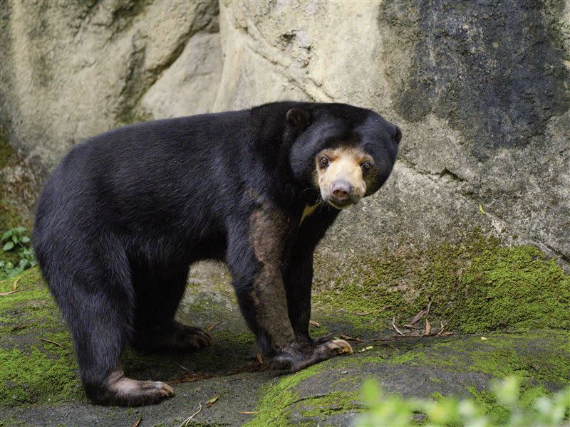  動物園馬來熊出現刻板行為。（圖／動物園提供）