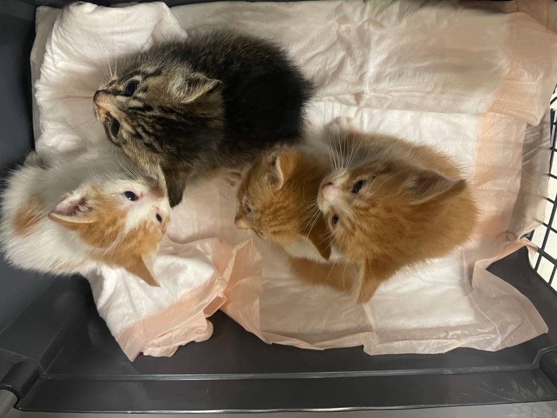 Fresno County is expecting many kittens to be born in the coming months with the weather warming up. The time of year is sometimes referred to as Kitten season, which can also be a deadly time with people doing acts of animal cruelty to get rid of the baby cats.