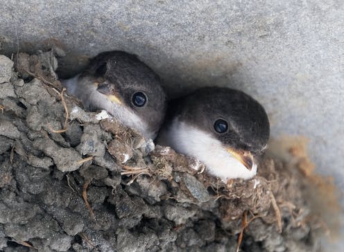 <span class="caption">A pair of nesting house martin chicks.</span> <span class="attribution"><a class="link " href="https://www.shutterstock.com/image-photo/pair-house-martin-chicks-nest-690736996" rel="nofollow noopener" target="_blank" data-ylk="slk:Paulpixs/Shutterstock;elm:context_link;itc:0;sec:content-canvas">Paulpixs/Shutterstock</a></span>