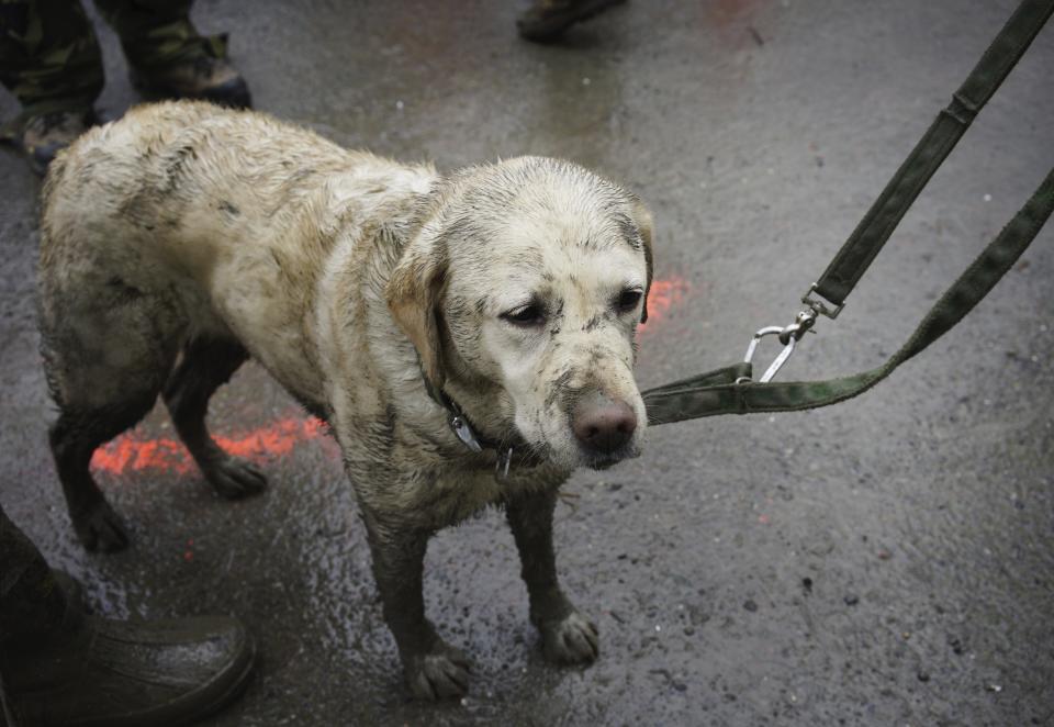 FILE - Rescue dog Tryon, muddied from the day's work, stands with his handler near the west side of the mudslide on Highway 530 near mile marker 37 in Arlington, Wash., on Sunday, March 30, 2014. On Friday, Feb. 10, 2023 The Associated Press reported on stories circulating online incorrectly claiming a photo that shows a white-haired dog covered in dirt who helped rescue at least 10 people in Turkey after an earthquake struck the country on Monday.(AP Photo/Rick Wilking, Pool)