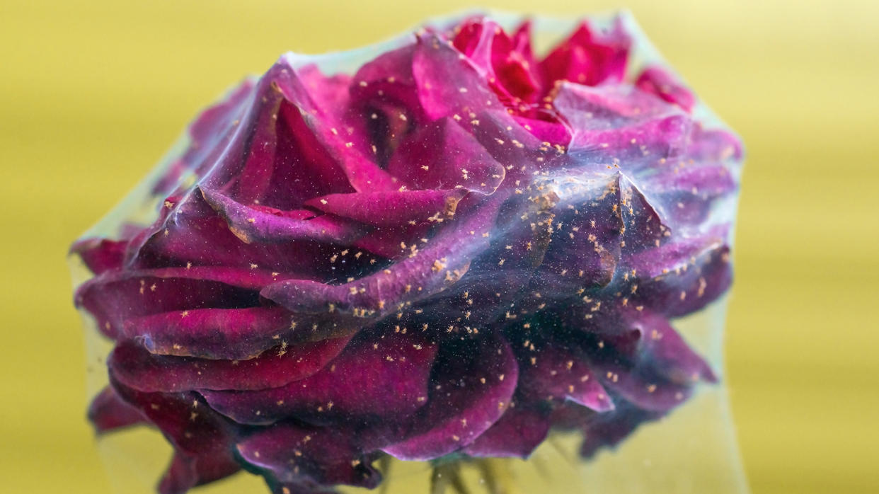  Spider mites on a dark purple rose. 