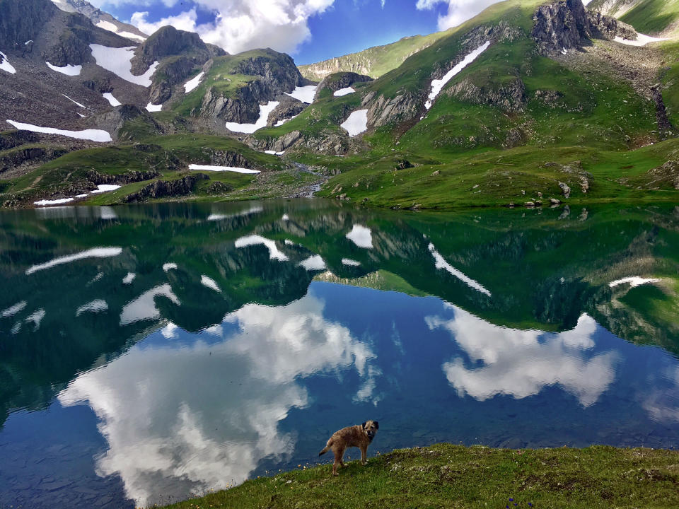 Pete the border terrier in the French Alps. (Photo: Caters News)