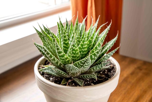 How to Grow and Take Care of an Aloe Plant (2024 Guide)