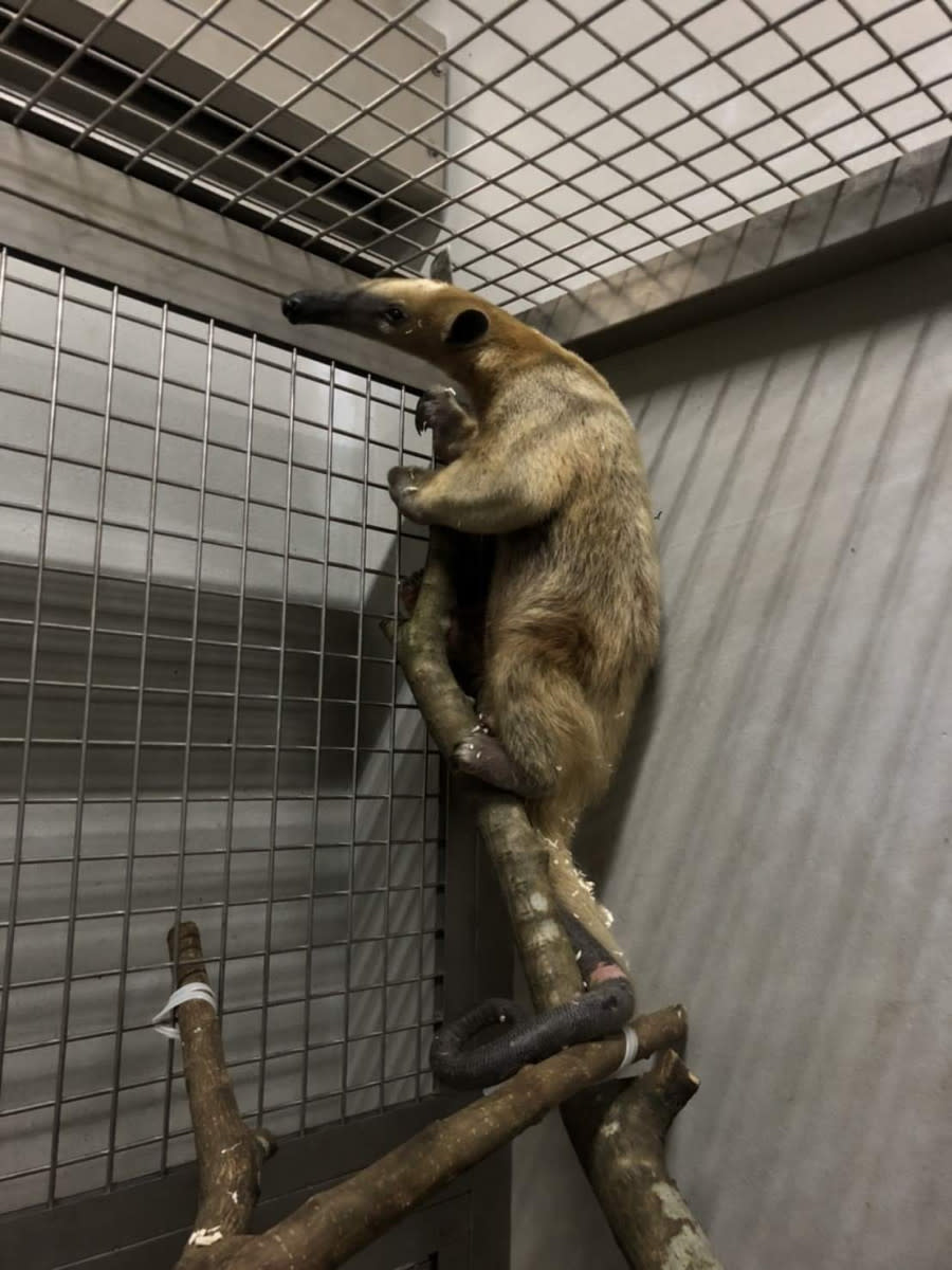 食蟻獸小紅（圖／臺北動物園提供）