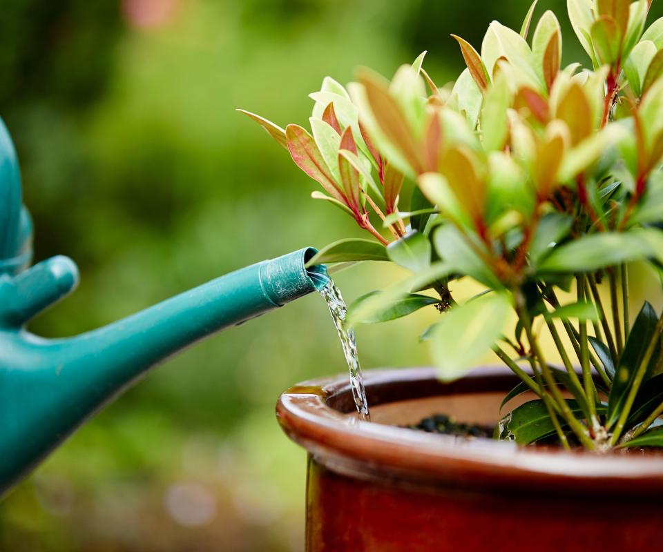 A skimmia plant in a pot being watered with a can