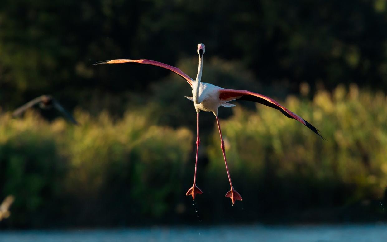 Flamingoes in Europe? You can spot them in the south of France - yann guichaoua