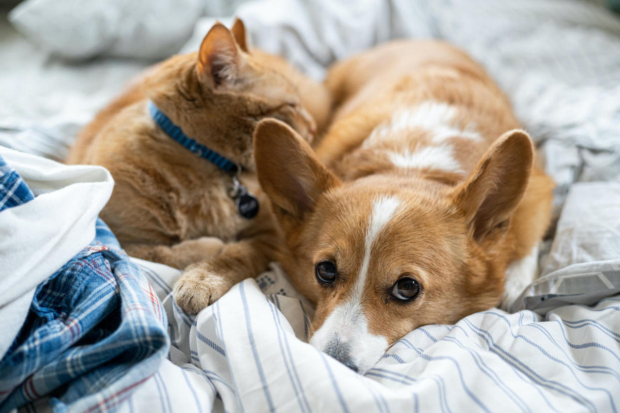 Pet insurance doesn't have to be pricey. There are several ways to cut costs. / Credit: Getty Images/Ryan Cutler