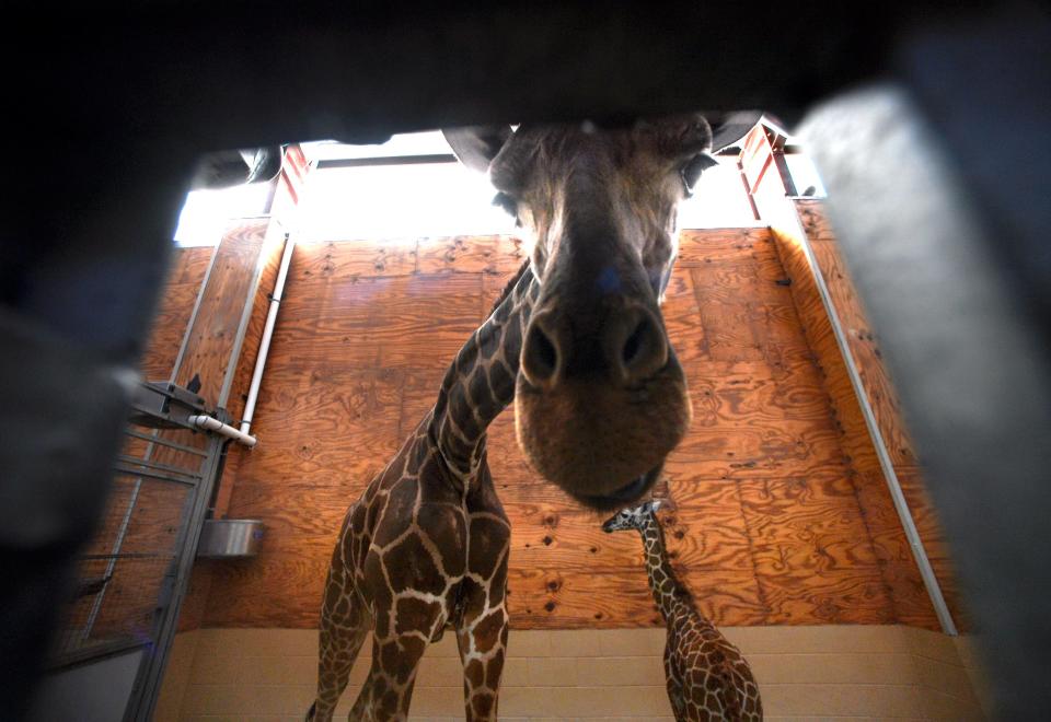 Eleven-week-old Edward hangs out with his big sister Malaika, who curiously looks into the camera lens poking through an opening in an enclosure in the Abilene Zoo's giraffe barn in Jan. 2021. Zoo officials are intent on breeding more animals, including rhinos and big cats.