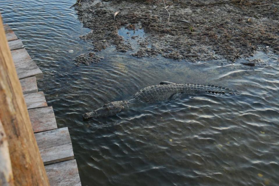 <div class="inline-image__title">520465591</div> <div class="inline-image__caption"><p>A salt water crocodile in Punta Sur, Cozumel</p></div> <div class="inline-image__credit">Getty Images</div>