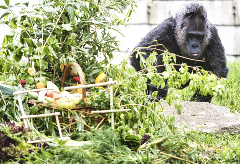 Fatou the gorilla celebrates her 67th birthday at Berlin's Zoo, Friday April 12, 2024. Berlin's zoo is celebrating the 67th birthday of Fatou the gorilla, its oldest resident, who it believes is also the oldest gorilla in the world. Fatou was born in 1957 and came to the zoo in what was then West Berlin in 1959. She lives in an enclosure of her own and prefers to keep her distance from the zoo's other gorillas in her old age. (Paul Zinken/dpa via AP)