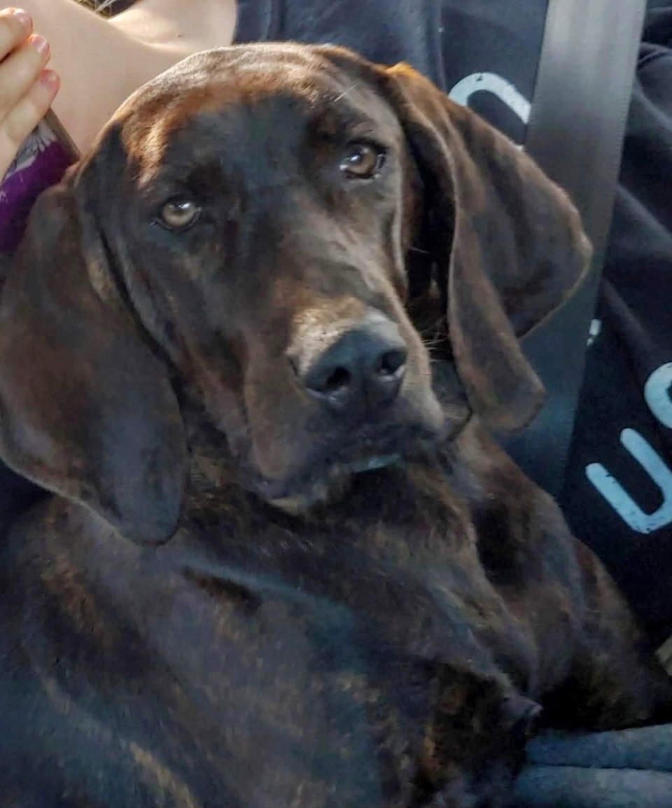 In this image provided by Renee Rosamilia, shows Fritz, a Plott hound. Fritz is set to compete at the upcoming Westminster Kennel Club dog show, which has undergone many changes this year because of the coronavirus pandemic. (Courtesy Renee Rosamilia via AP)