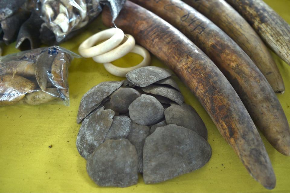 Seized animals body parts including pangolin scales and elephant tusks are displayed during a press conference at the customs complex in Port Klang in Selangor, west of Kuala Lumpur, in July (AFP via Getty Images)