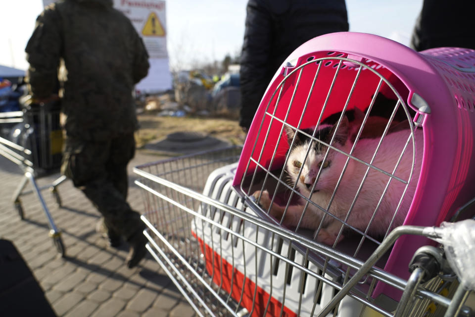 A cat sits in a pet carrier as refugees fleeing the war from neighboring Ukraine pass the border crossing in Medyka, southeastern Poland, Sunday, March 27, 2022. More than 3.7 million people have fled the war so far, Europe's largest exodus since World War II. (AP Photo/Sergei Grits)