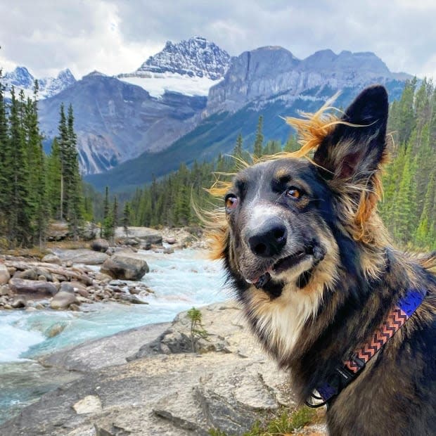 Alberta canine adored for wonky face to be united with his