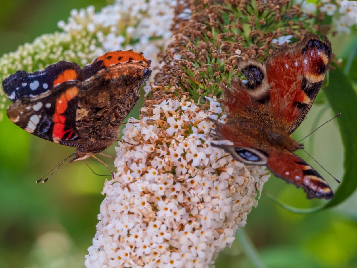 A Peacock butterfly (right) and a Red Admiral on a buddleia bush. Both species are under increasing threat from a warming climate and habitat loss (Getty Images/iStockphoto)