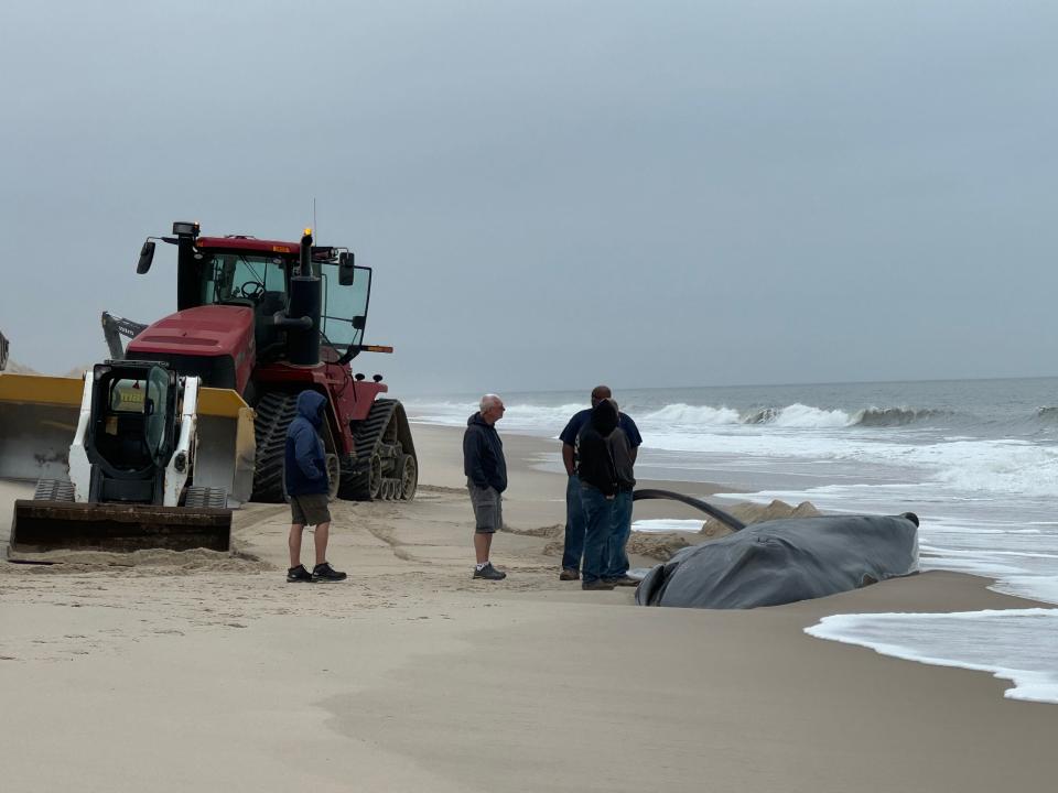 The whale will be moved for necropsy and then buried on the beach, according to MERR board member Rob Rector.