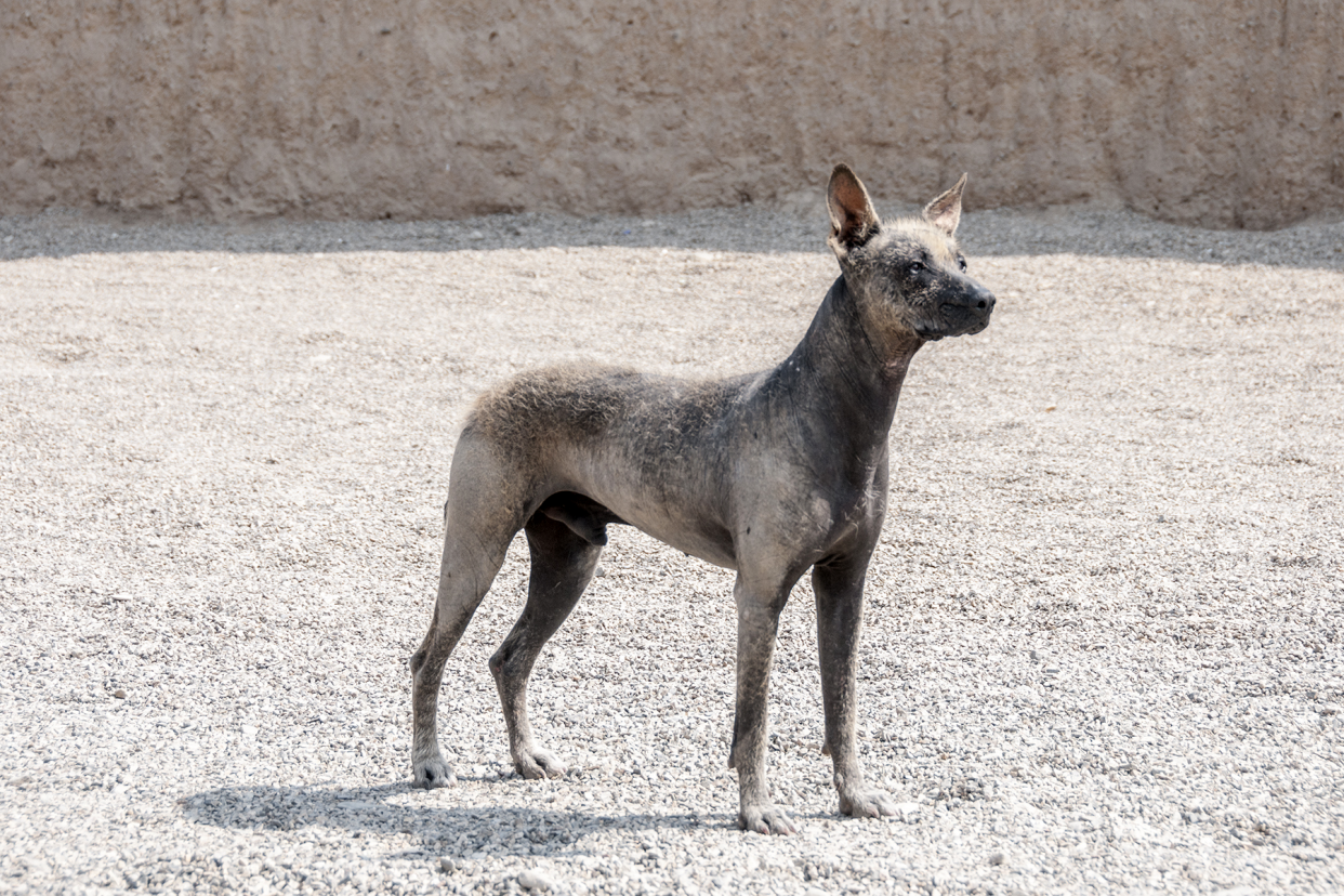 A brown Peruvian Inca Orchid dog standing in gravel, looking toward the right with a concrete wall in the background