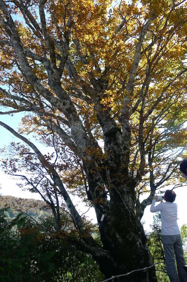 台灣山毛櫸（圖片來源：太平山國家森林遊樂區）