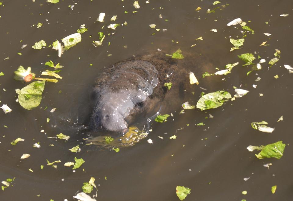 A manatee munches on lettuce in February 2023 at Florida Power & Light’s Next Generation Clean Energy Center in Port St. John.