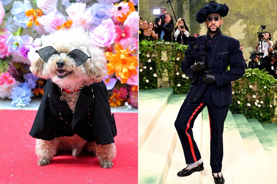 <p>John Ricard; Matt Crossick/PA Images via Getty Images</p> Ted Gram the poodle (left) and Bad Bunny at the 2024 Met Gala