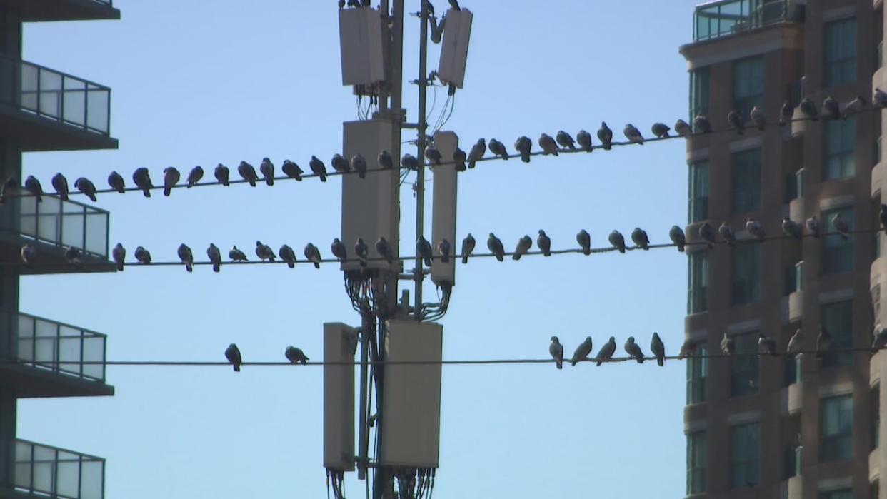 The City of Toronto is piloting a new bird feed that contains birth control to help stabilize the local pigeon population. (Spencer Gallichan-Lowe/CBC - image credit)