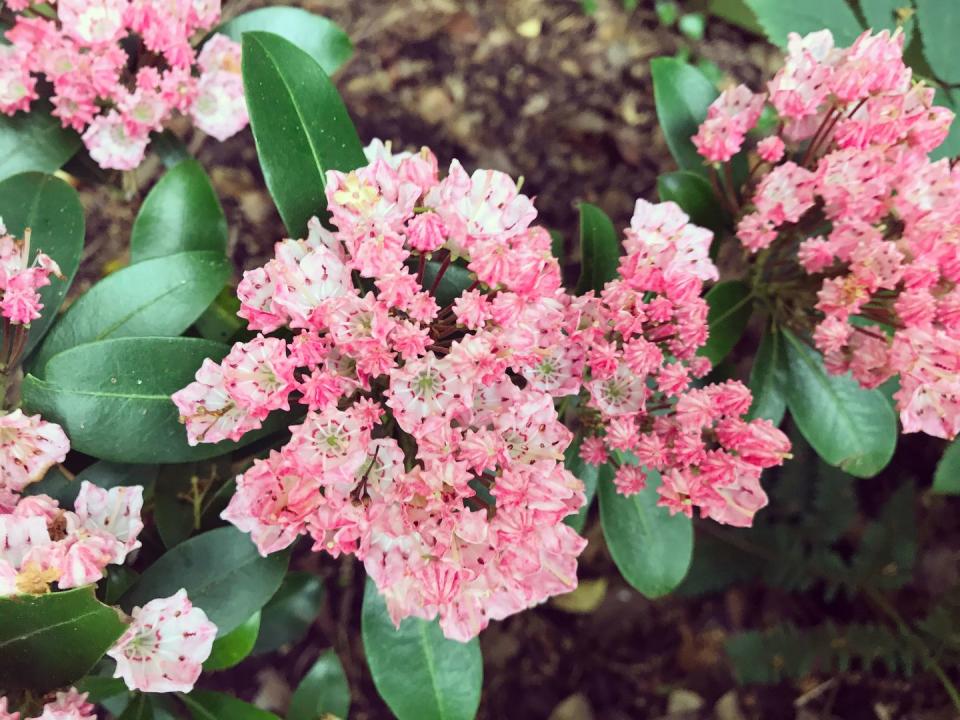 37. Mountain Laurel - Pennsylvania