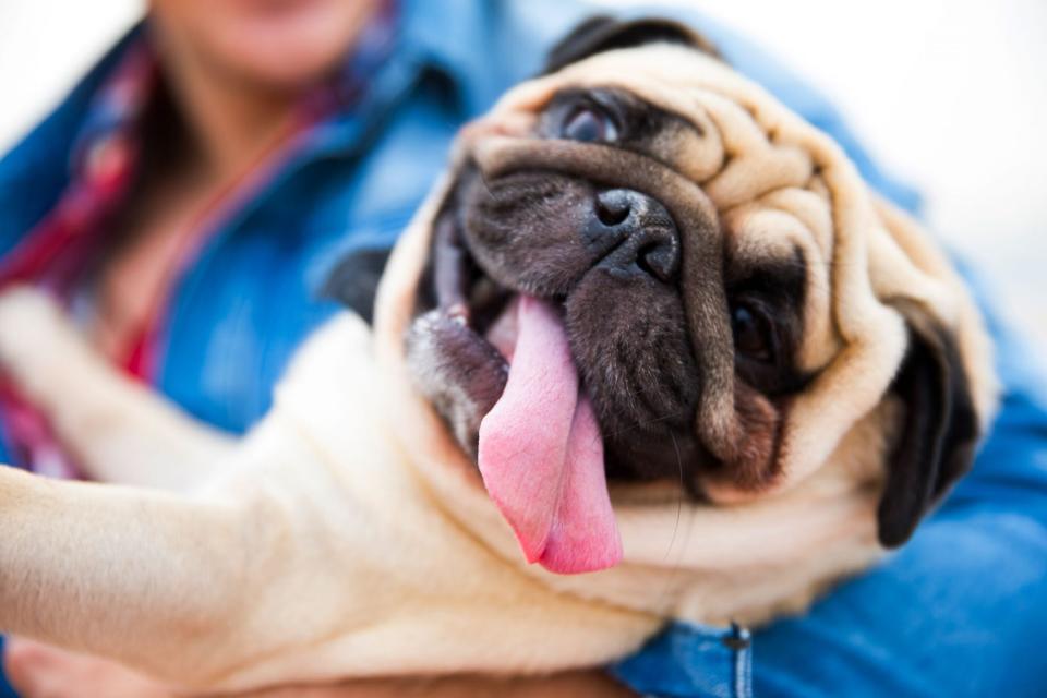 pug with his tongue hanging out