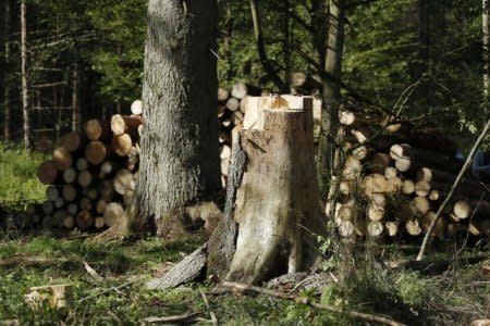 Logged trees and a stub are seen after logging at one of the last primeval forests in Europe, Bialowieza forest, Poland August 29, 2017. REUTERS/Kacper Pempel