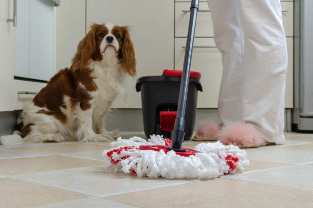 Mop and dog in kitchen