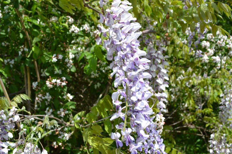 Wisteria is a flowering climbing vine with species native to the U.S. and Asia.