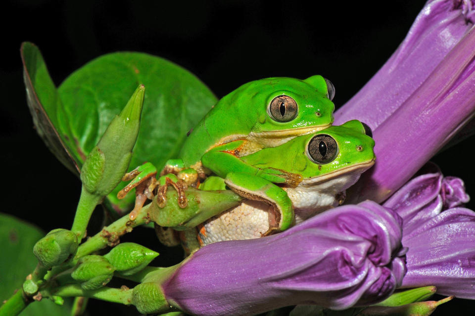 The rainy season, the green tree frog, and the maintenance of life – Carlos Jared