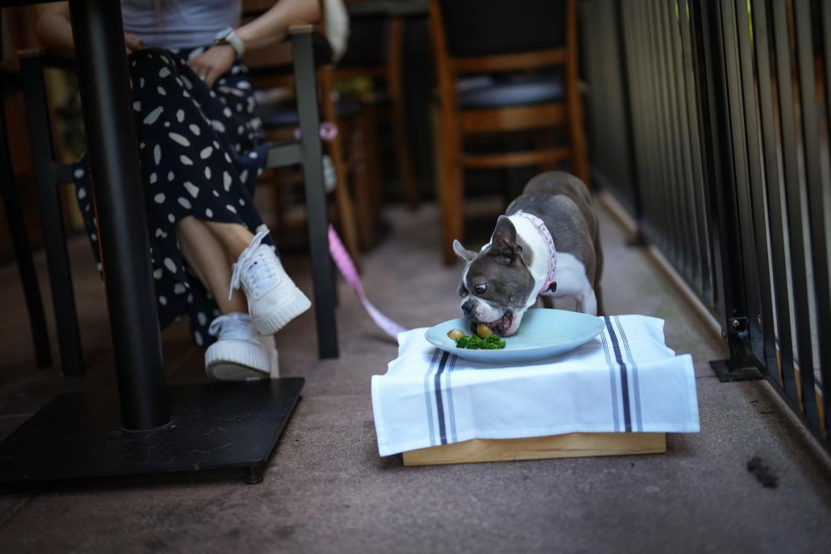 Restaurants increasingly welcoming dogs with pawgaritas, barkuterie boards – Yahoo Canada Finance 