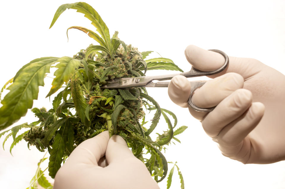 Hands with scissors trimming a cannabis plant