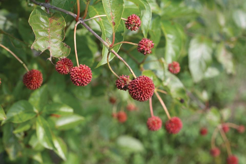 Flowering plant, Flower, Plant, Fruit, Berry, Subshrub, 