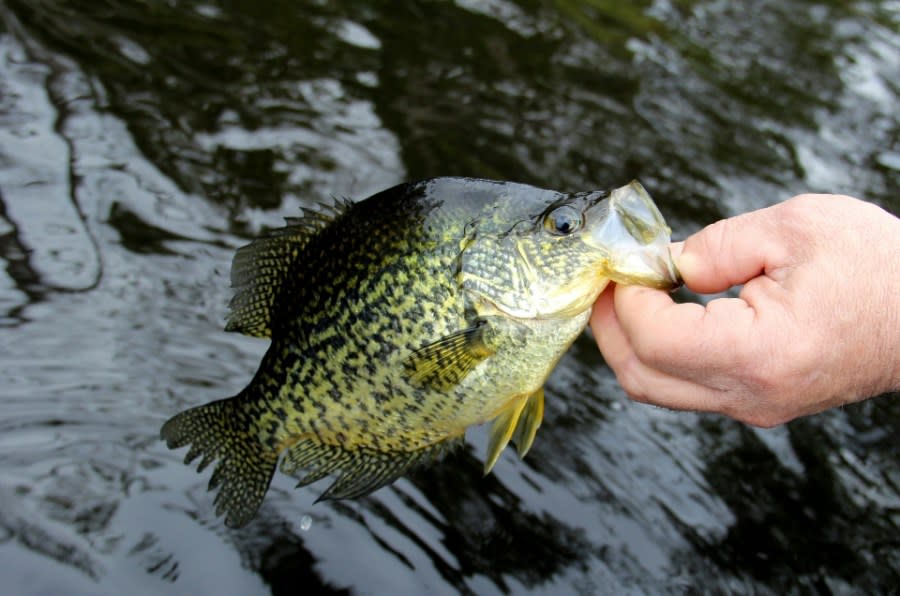 Crappie being released back to the lake by a fisherman