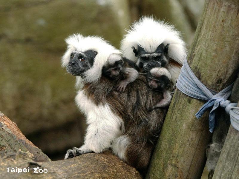 台北市立動物園棉頭絹猴於2日早上，迎接三胞胎寶寶。（台北市立動物園提供）