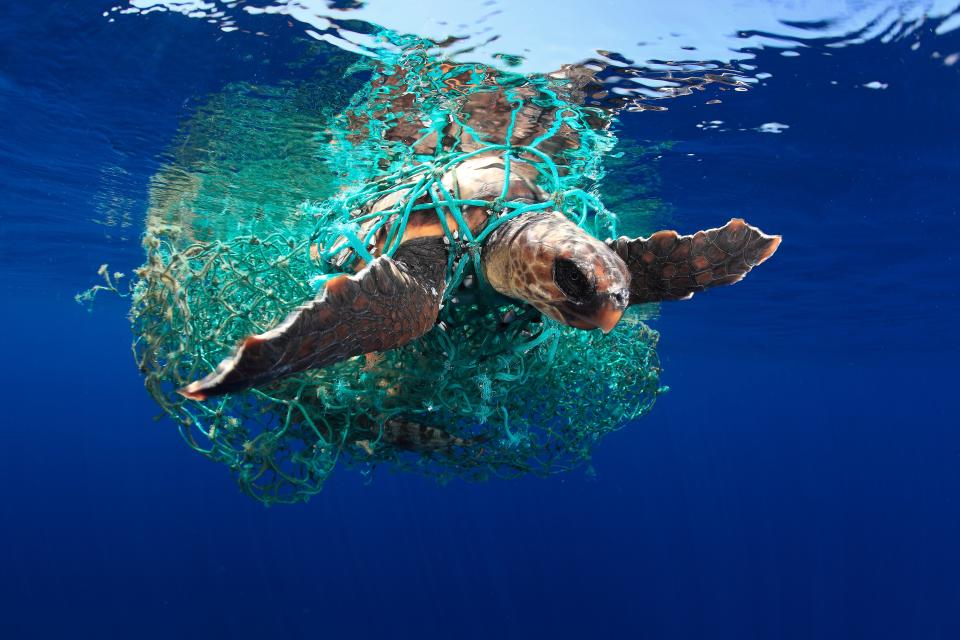 "Caretta Caretta Turtle" by Eduardo Acevedo. A turtle is stuck in plastic netting.