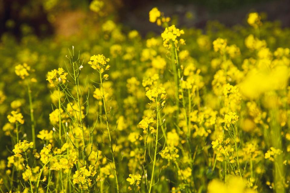 Close view of mustard plants with yellow blooms