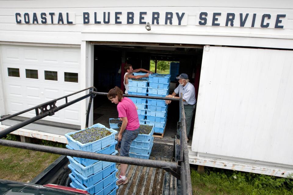 In this photo made Friday, July 27, 2012, Paul Sweetland, manager of Coastal Blueberry Services, receives a truckload of wild blueberries from Marrisa Cox and Joseph Bailey in Union, Maine. (AP Photo/Robert F. Bukaty)