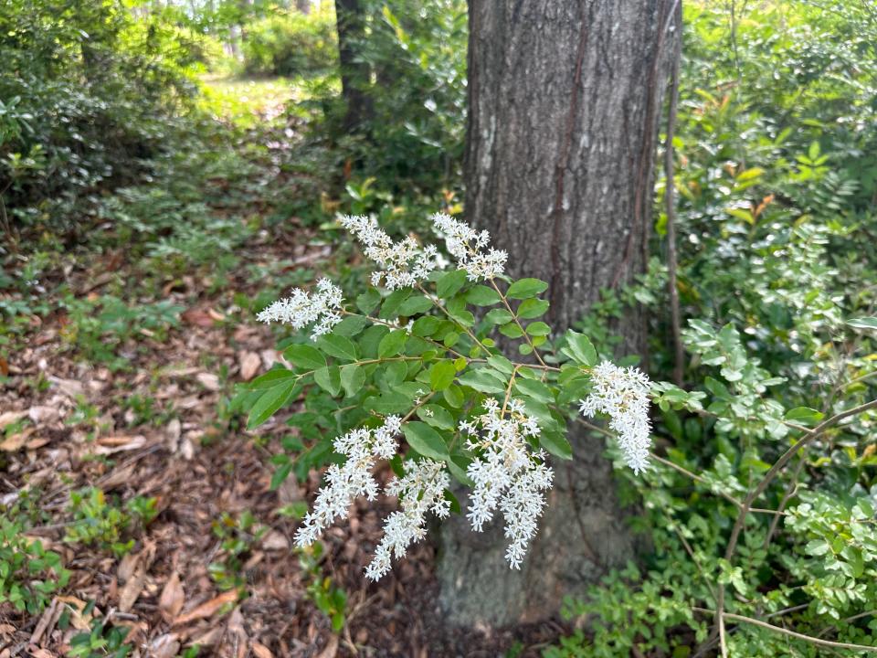 Chinese Privet is one of the invasive species at Greenfield Park that the city is seeking funding to help mitigate.