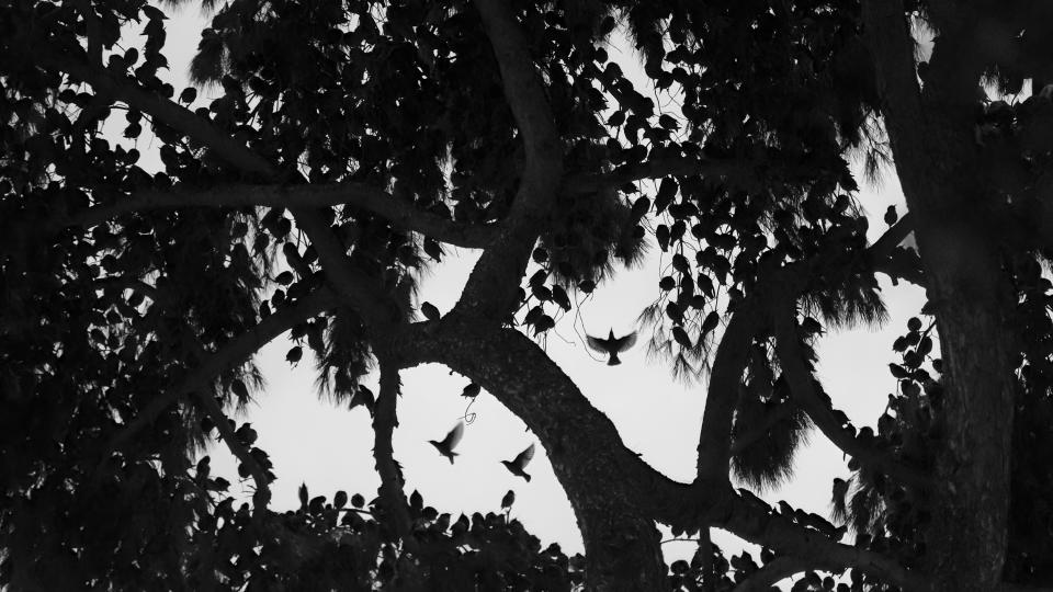 Starlings gather in a tree in Rome, Italy.