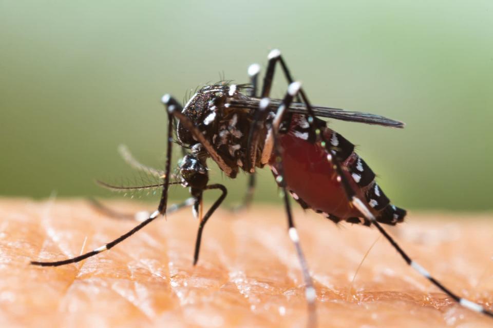 <p>Früher hat man Moskitos wie die Asiatische Tigermücke zu Recht nur in der Fremde gefürchtet. Durch den Klimawandel trifft man die Blutsauger allerdings inzwischen auch hierzulande an. Und die Insekten haben einiges auf dem Kerbholz: Andernorts waren sie mitverantwortlich für die Verbreitung von Krankheiten wie dem West-Nil-Virus, dem Dengue-Fieber und dem Zika-Virus. (Bild: iStock/frank600)</p> 