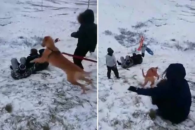 Watch the moment this girl gets pulled down a snowy hill by her dog