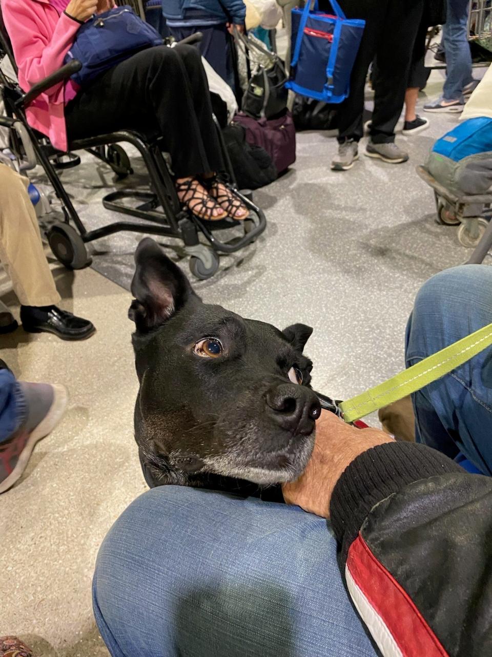 Therapy dog that was on the Amtrak