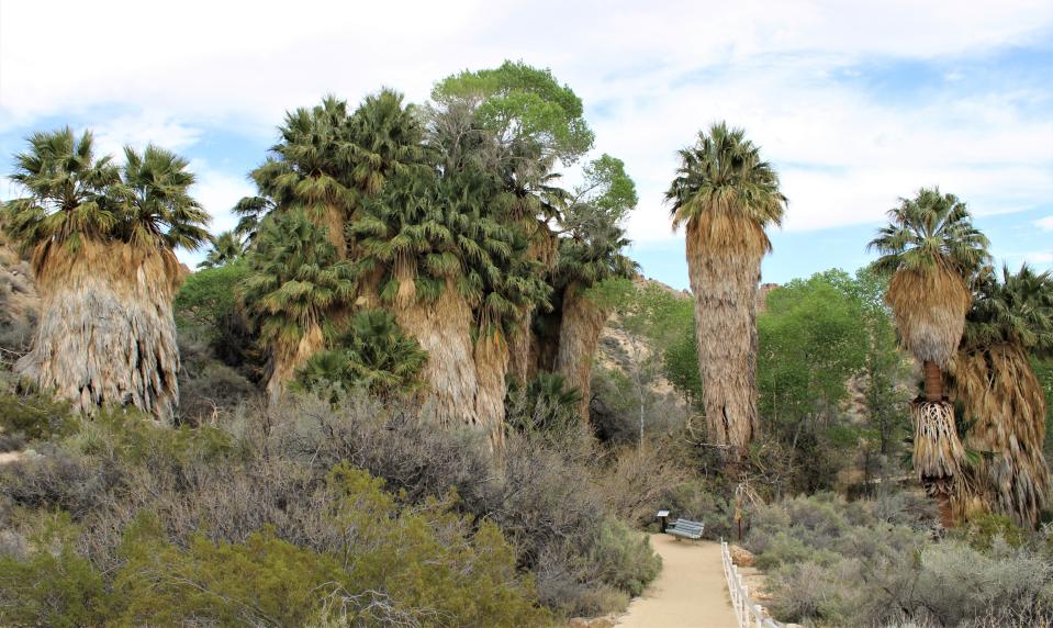 Joshua Tree has a lot to offer across 800,000 acres of desert and wildlife.